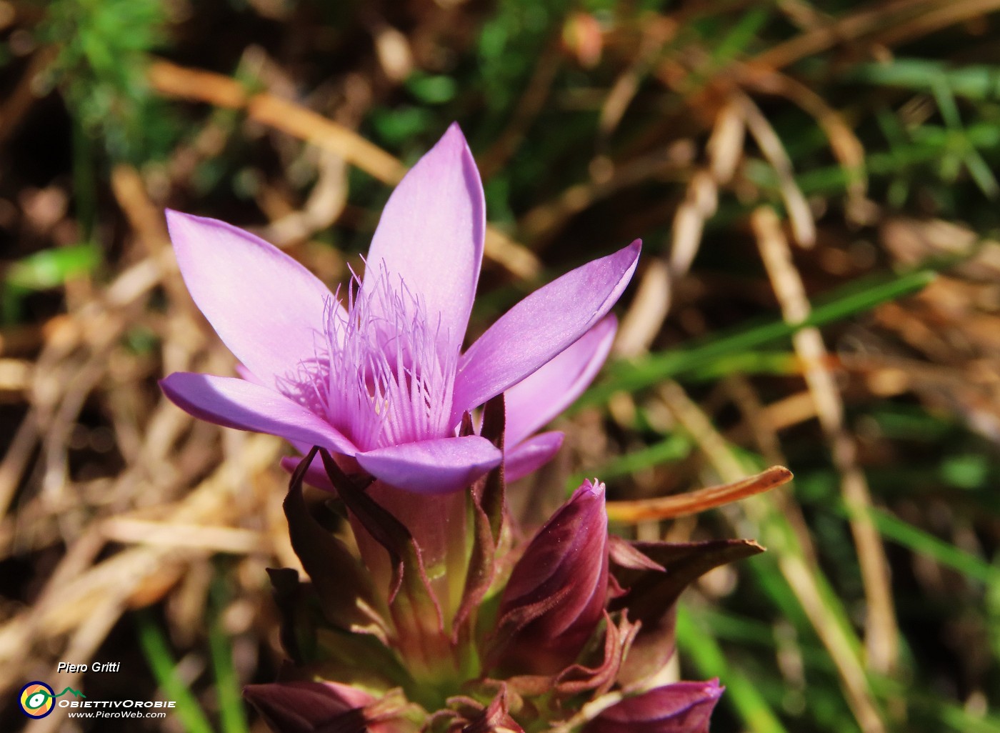 55 Gentianella anisodonta (Genzianella anisodonta) alla macro.JPG